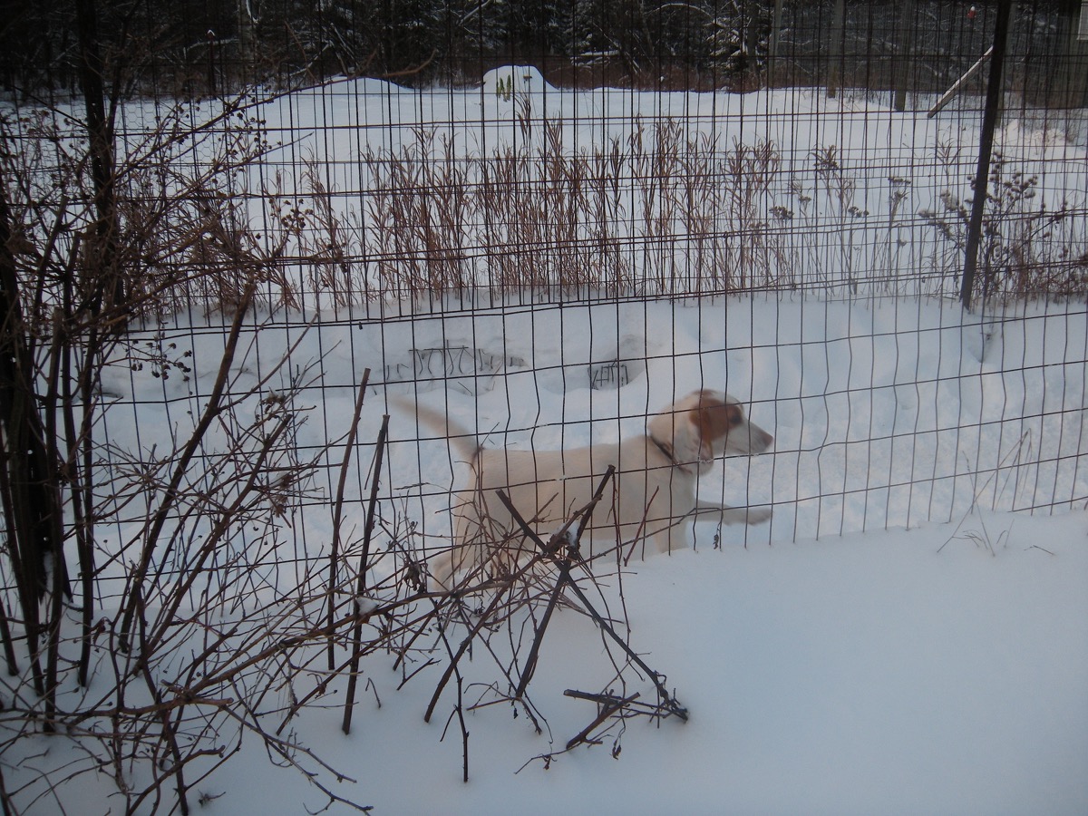 Annaka Patch and kennel mates in the yard