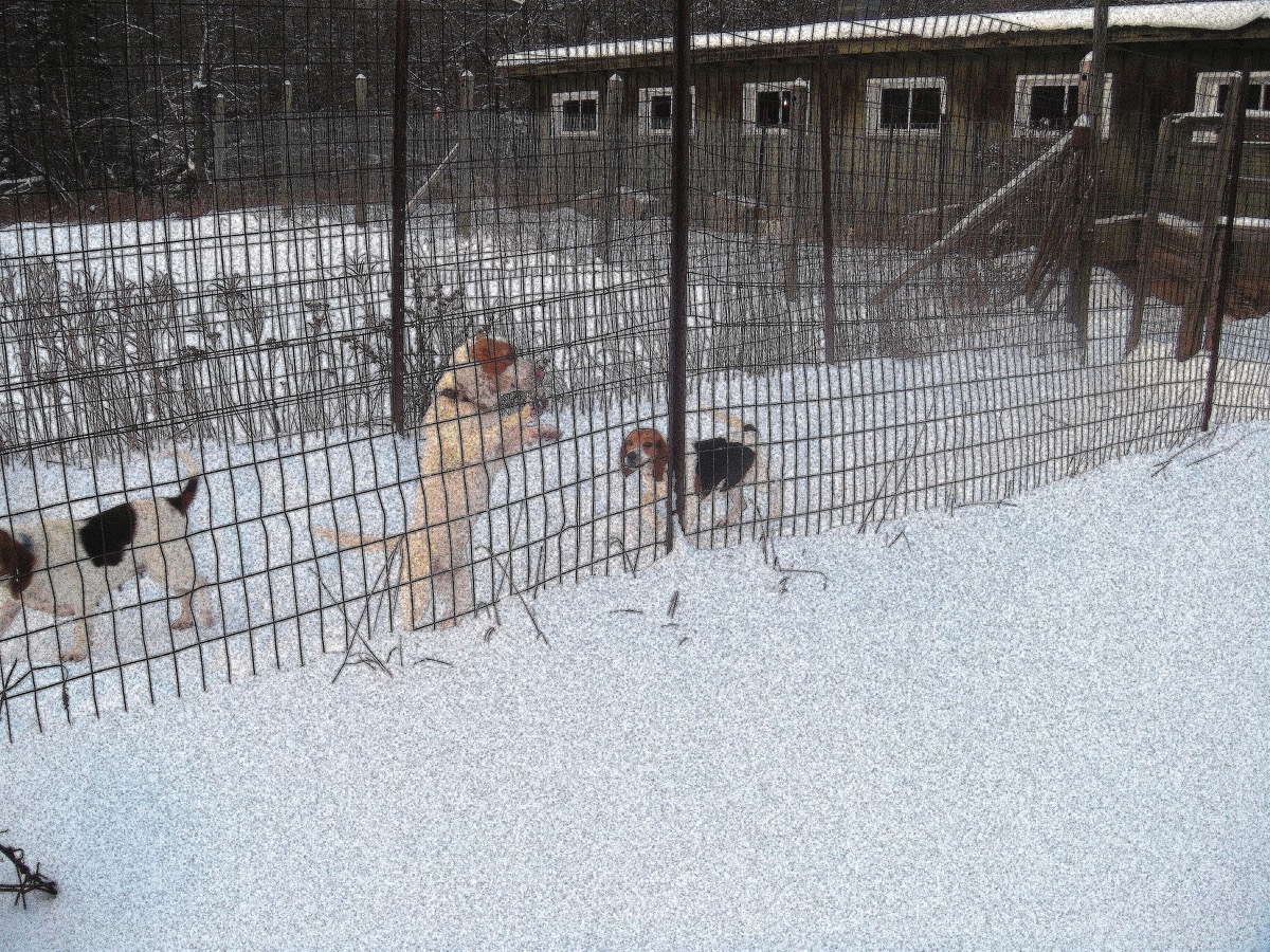 Trista, a Patch hound, in the kennel yard