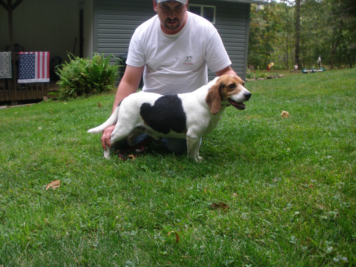 Zaya Patch, a North River Patch hound stud dog, in the yard