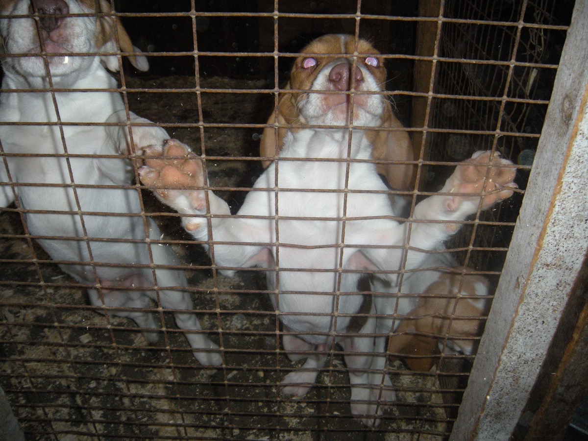 Patch hound puppies at the kennel fence